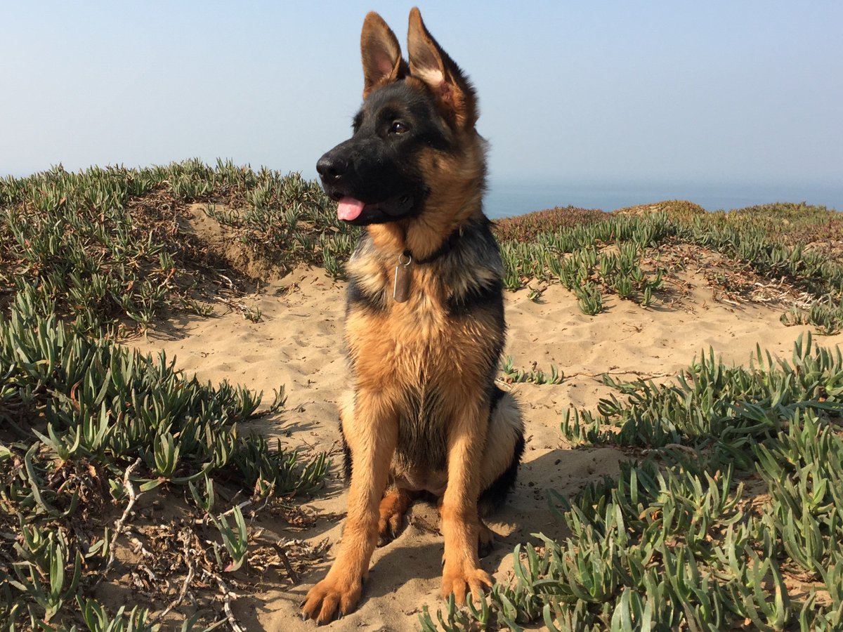 ashjasont's tweet image. I've been tracking my steps for several months. Somewhere along the line, I got a puppy. Can Bayesian inference (via #pymc3) help me identify the day she arrived?
jtash.com/puppy-steps.ht…