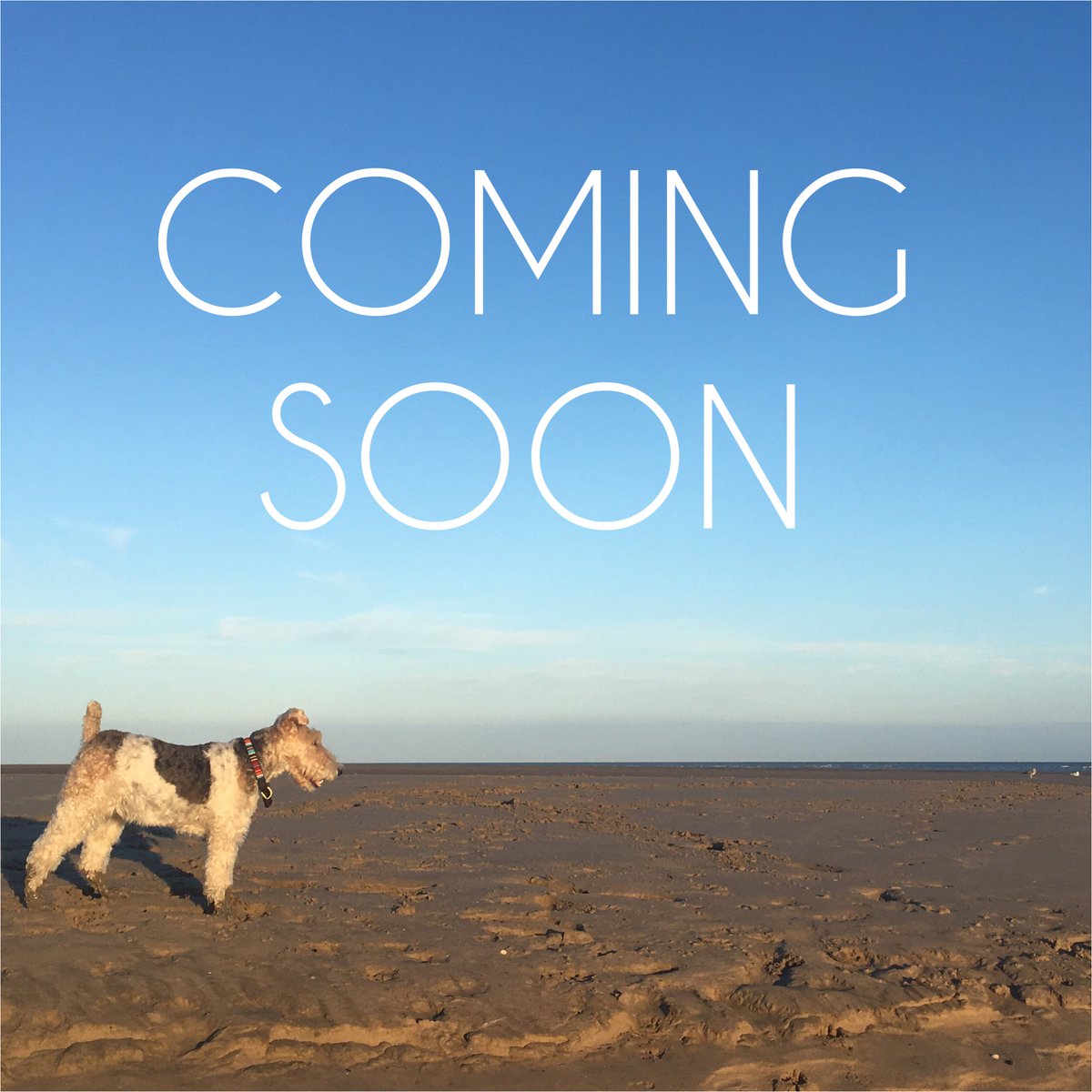 Projectchange4's tweet image. We&apos;ve got some exciting news! Stay tuned for updates! #environment #ClimateChange #ClimateActionNow #projectchange