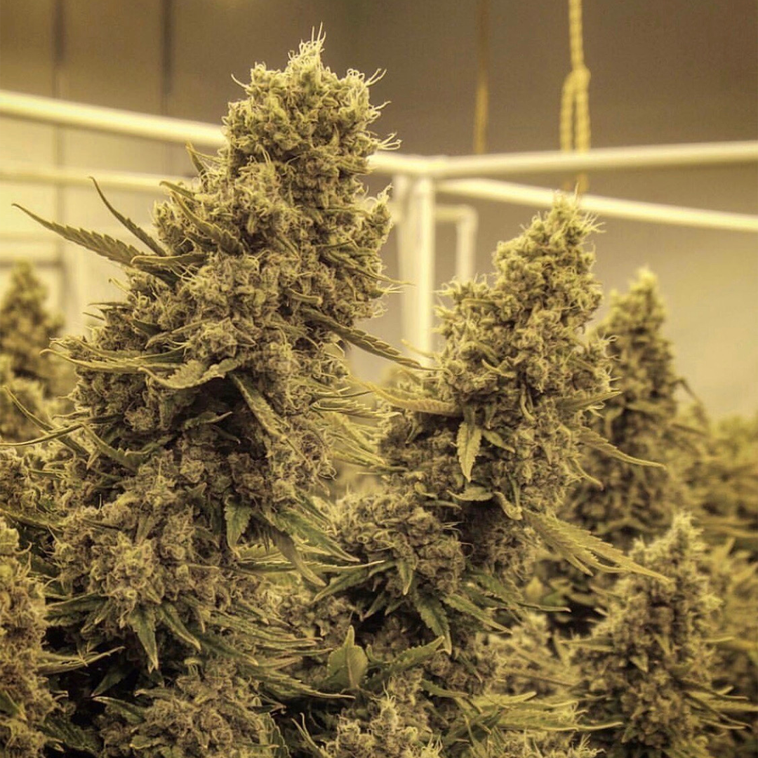HIGH_TIMES_Mag's tweet photo. 🔥 @ThreeALight IS BACK IN STOCK!!! 💪🌲 The wait is over, Three A Light books are shipping out December 10th! Get your loved one or yourself the perfect holiday gift and preorder now. https://t.co/lcdmqvPaAj ⛽ #ThreeALight #SuccessNutrients #sponsored https://t.co/7Ya70g0bkA