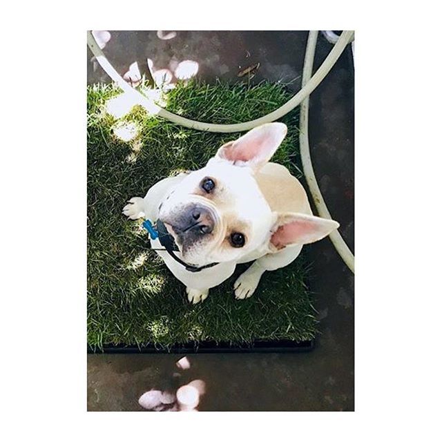 FreshPatch's tweet image. When mom captures you in magical light, on your @FRESHPATCH ✨📷 @frankiethefrenchieshannon @freshpatchPUP #GoldenHour #LightReflections #FrenchieFever ift.tt/2Pnyr19