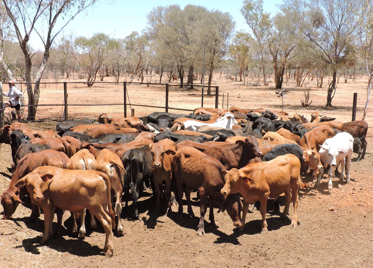 NealJosephElli2's tweet photo. A+ Friday weaner sale, A/c M &amp; M Haig, Alroy Station, Cunnamulla. Will offer 5 dks of weaned backgrounders consisting of 2 dks of lightweight hfrs, 2 dks of lightweight steers &amp; 1 dk of mix sex weaners. Lots 606, 607, &amp; 608 A+ Website in Weaner Sale.@mickcorcoran @AuctionsPlus https://t.co/eWzh3OSIWZ