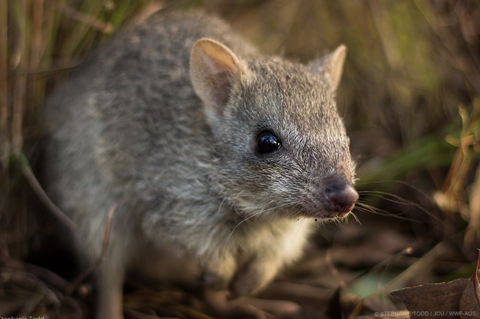 WWF_Australia's tweet photo. Some sad news: northern bettongs have been reduced to just two populations in the wild, with at most 2,500 individuals remaining. https://t.co/FX5trhZ0Mn