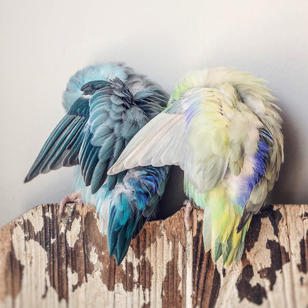 Hiding out with Sprig and Willow 🤫 #WHPLayers https://www.instagram.com/p/BrBtUAoBO0x/