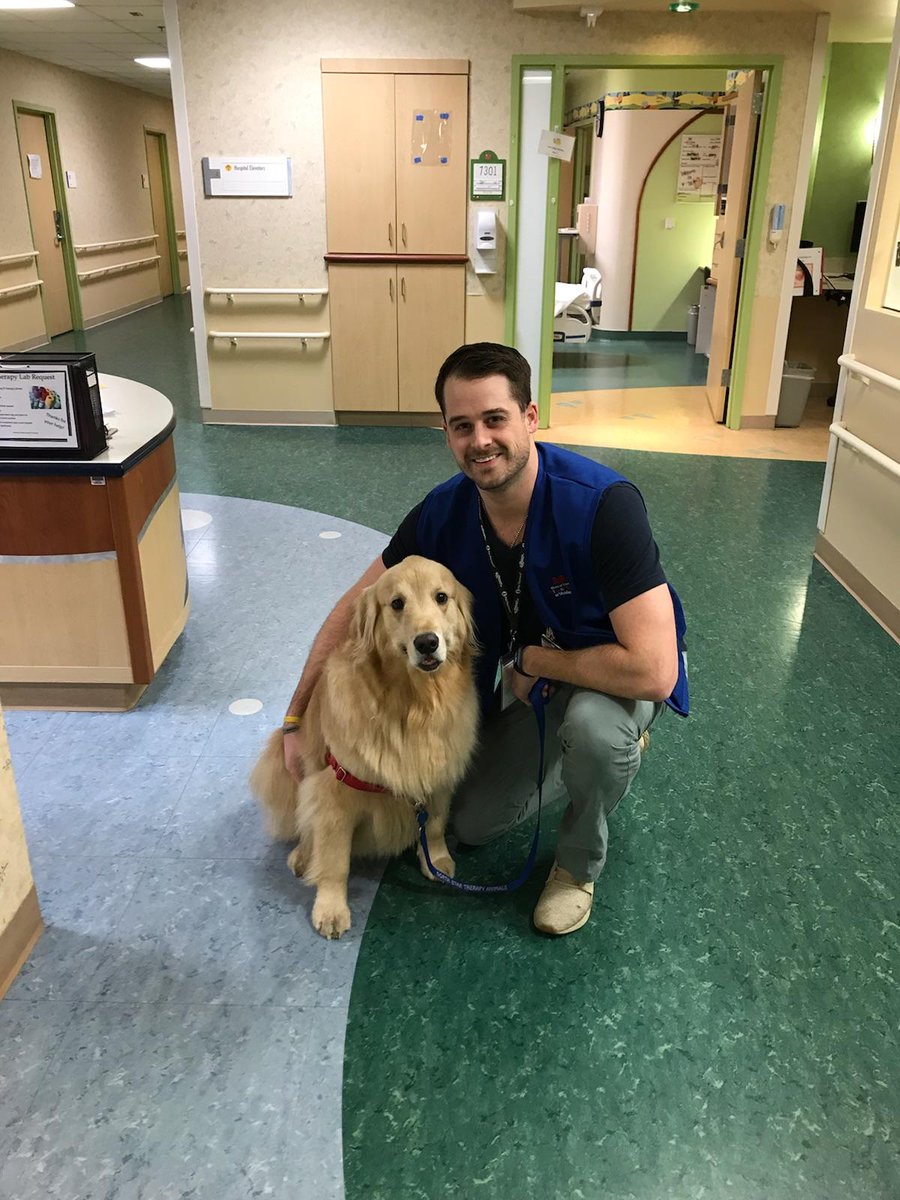 Hank the Golden Therapy Dog tweet media