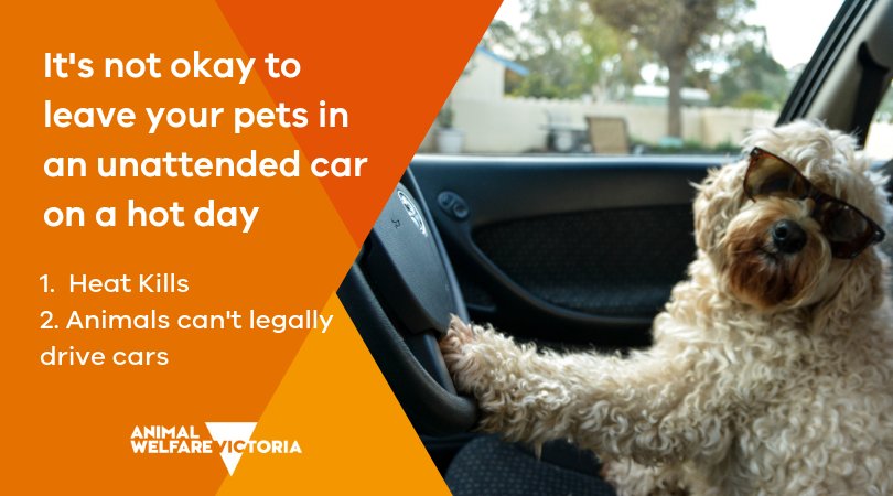 Is Leaving A Dog In A Car Illegal