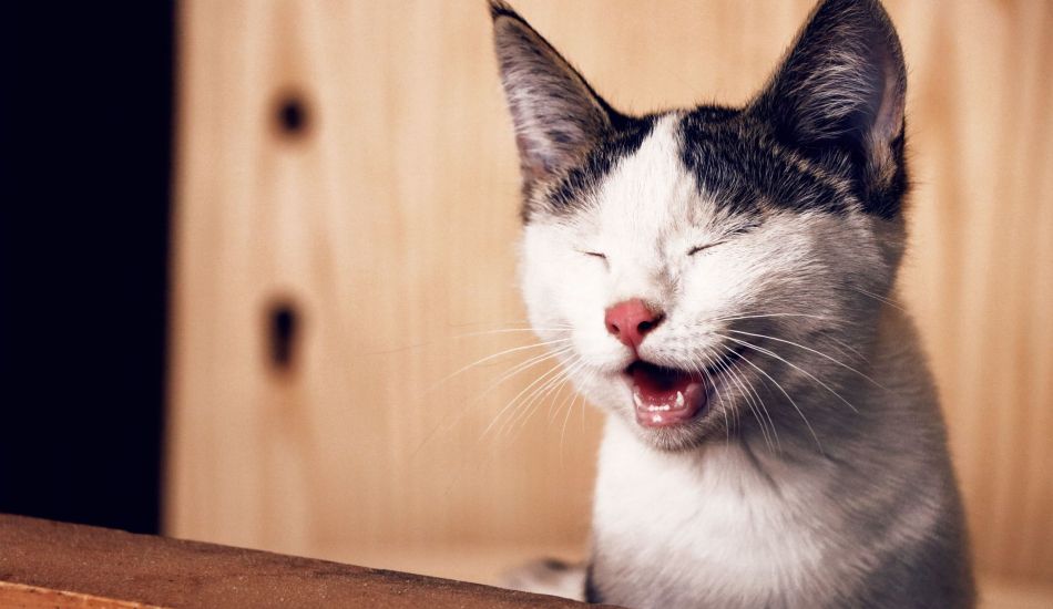 Catvillss's tweet photo. Get ready to laugh, because of got 75 of the funniest cat names ever for you today! Check them out!
https://t.co/q3i4WVRVtb
#cats #catlife #catlovers #pets #animals https://t.co/EApclHrrAm