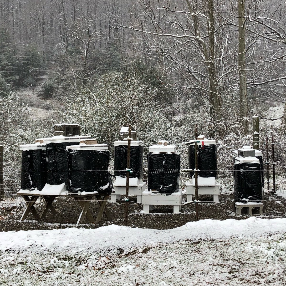 First snow of the season! Hard to believe it was 62 degrees last week!

#snowday #apiarylife #beekeeperslife #beekeepinglife #honey #savethebees #beeguardian #hive #hiveinspection #hivecheck #tistheseason
