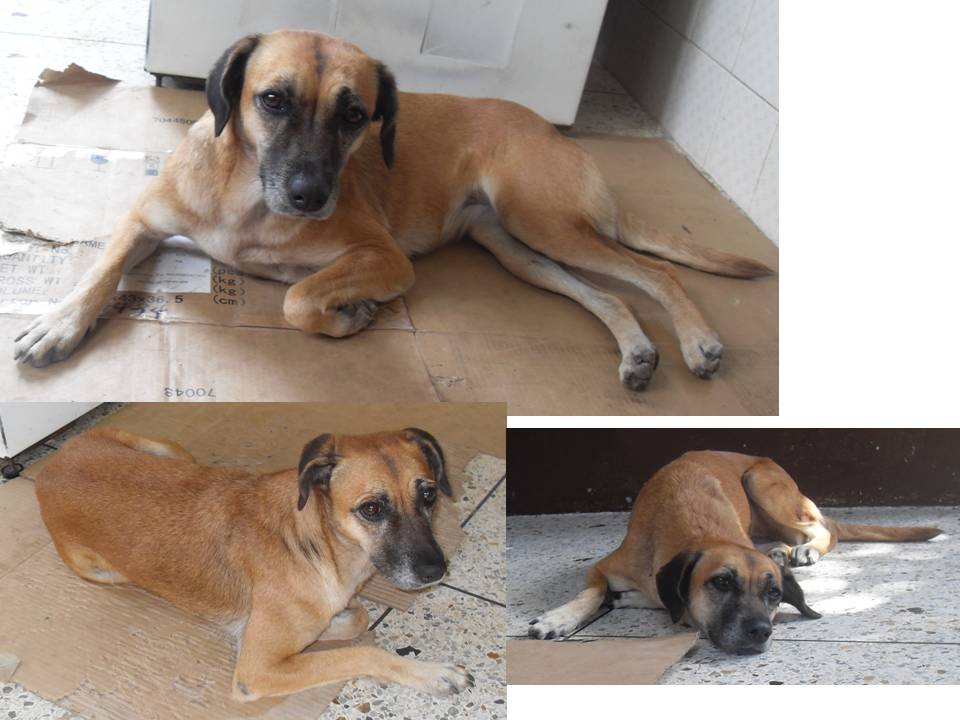fundescanvzla's tweet photo. ROBADA
No entendemos quien pudo hacer esto
Es marrón, con la boca negra y responde al nombre de Chucuta o Pupy, tiene un collar azul marino.
Si alguien la vio, la ve, la ha visto o sabe donde esta por favor comuníquese al 0424-3199298, 0424-3741618.
Se ofrece recompensa. https://t.co/lPtIgUP6Ue