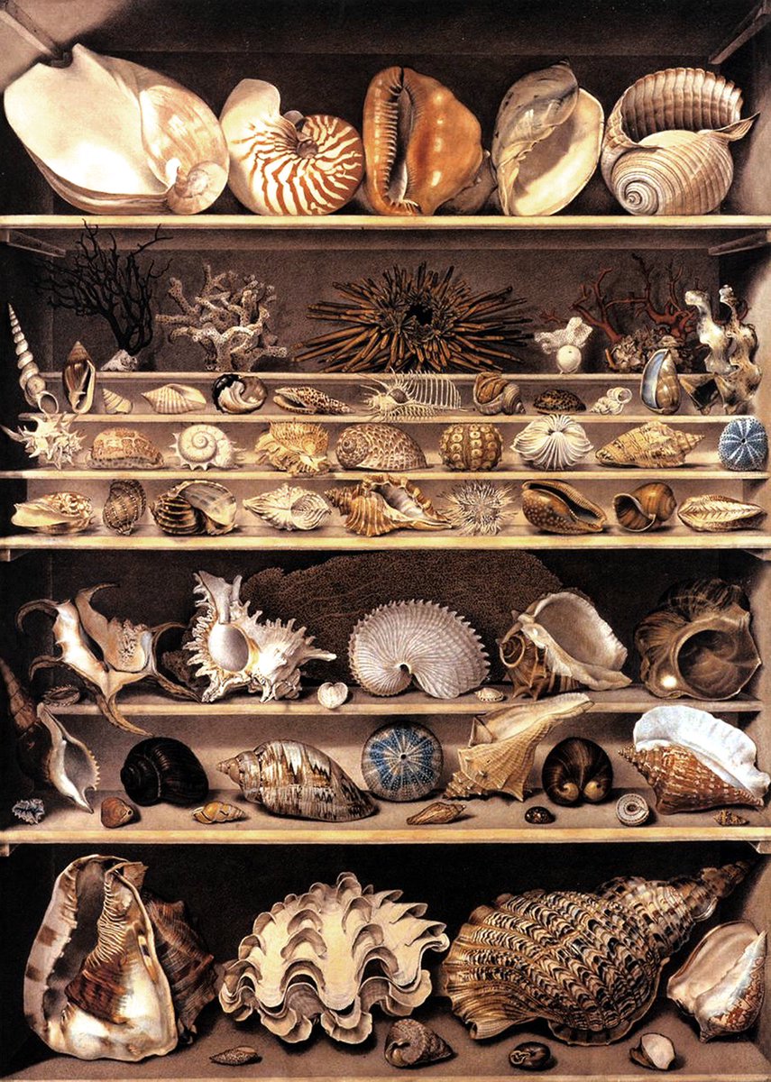geocappiello's tweet photo. 🖼️🖌️ 🐚
Alexandre Isidore Leroy de Barde (XVIII sec.)
"Choix de coquillages" (Musée du Louvre)
#AlexandreIsidoreLeroyDeBarde #painting #paintings #peinture #art #Louvre #seashelles #conchiglie #collectionism #コレク���ョン
🖼️🖌️ 🐚 https://t.co/l4puSB8zva