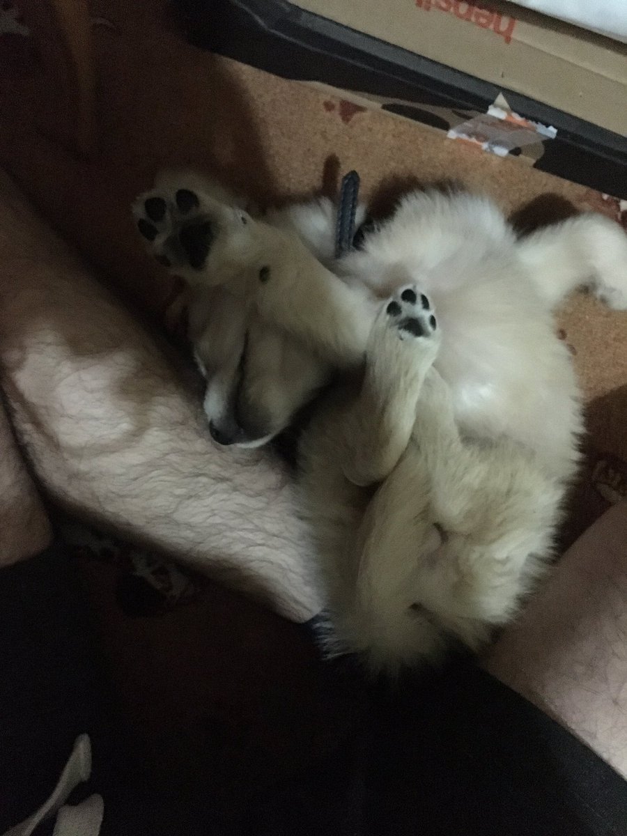 MrPokee's tweet photo. Bu her geçen gün yeni bir uyuma şekli buluyor normal mi acaba 🤔 https://t.co/5AEiMllIZ9