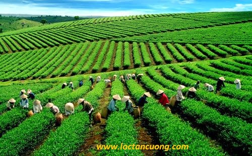 longtran2901k's tweet photo. Những Điều Cần Biết Trà Thái Nguyên Chính Gốc ?
- - -
https://t.co/ESgnwOOQdu
- - -
#trà
#tea
#traxanh
#trathainguyen
#vietnam
#loctancuong
- - -
Hotline: 028 7300 4747 https://t.co/oNWwKRm7bp