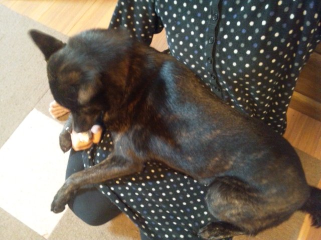 3 5 膝の上でおやつ食べたい犬 あの お尻はみ出ちゃうんで 手で支えてもらっていいですか パピーの頃から膝の上大好きです 若干サイズアウトだけど何とかして座り込もうとするところがまた可愛い 甲斐犬 実は甘えん坊 膝の上が好き 和犬