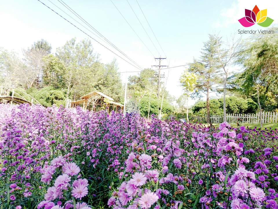 SplendorVietnam's tweet photo. Da Lat's Flowers - this is the most beautiful time in Da Lat!!! 💐🌷🌺🌸
Take some photos with your friend now!
Place: Lang Biang - Da Lat - Vietnam

Tours available at https://t.co/iCTy8Vobmw

#dalat #langbiang #vietnam #splendorvietnam https://t.co/ZSHtvHJndh