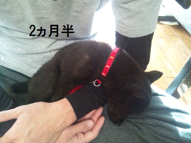 3 5 膝の上でおやつ食べたい犬 あの お尻はみ出ちゃうんで 手で支えてもらっていいですか パピーの頃から膝の上大好きです 若干サイズアウトだけど何とかして座り込もうとするところがまた可愛い 甲斐犬 実は甘えん坊 膝の上が好き 和犬