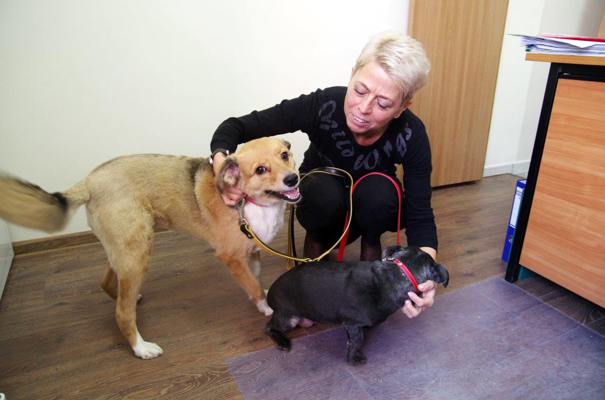 PUSS_Pila's tweet photo. CZWORONOGI OPANOWAŁY UCZELNIĘ!
Dziś przesyłamy Wam pierwsze świąteczne życzenia – dość nietypowe, bo z psiakami adoptowanymi przez pracowników @PWSZ_Pila, którzy z okazji dzisiejszego święta, mogli przyjść do pracy ze swoimi psiakami. Wesołych Świąt! https://t.co/f9ePxGHJ1F