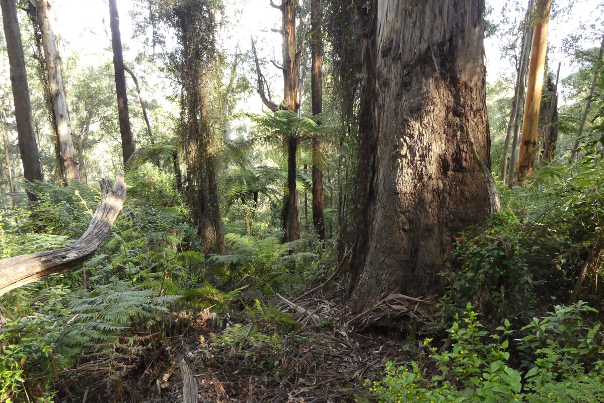 In the shadow of Mount Ellery, #EastGippsland's tallest mountain, #BigRiver's beautiful #OldGrowthForests form a large contiguous patch of healthy, intact forests with the nearby Errinundra National Park.
Help protect them, donate to our legal defence fund:chuffed.org/project/protec…