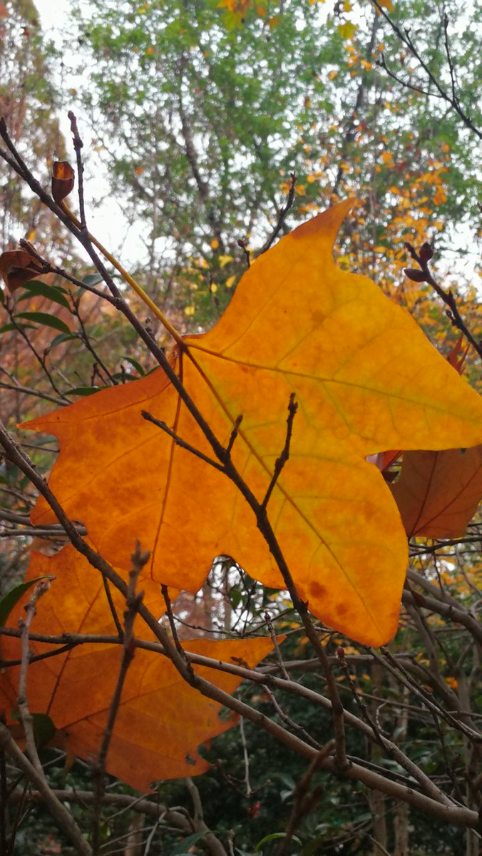 <a href="/LucianaPatrizia/">♛Luciana P Fellini♛</a> <a href="/byH_Leitenbauer/">HUBERT LEITENBAUER Dr. hc. , Konsul</a> <a href="/AlucaALUCA/">ALUCA MOLDOVEANU</a> <a href="/Fiorella0003/">☆Fiorella Marino☆</a> <a href="/gabriellabolero/">Gabriella Bolero</a> <a href="/NormaJeanAngel/">NormaJeanAngel</a> <a href="/cecynoguez/">Cecilia Cruz Noguez</a> <a href="/AnnalisaBernabe/">Annalisa Bernabei</a> <a href="/AlanSemsar/">Alan Semsar</a> <a href="/wine_festival/">FOOD & WINE FESTIVAL</a> Hello Mamere Fellini... Good Night / Sleep &amp; Good Morning Thursday... #December.

Photos from <a href="/jiuerlily/">Veronica</a> in #China... #Eastlake