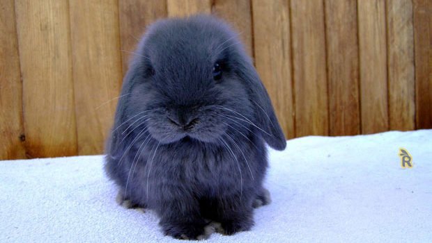 Bornakang's tweet photo. What would be a dope name for him? https://t.co/ECeMjwKQDX