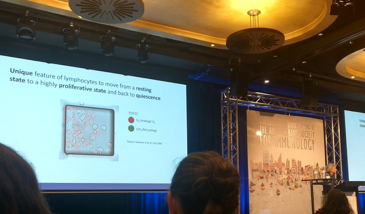 EmmadeJong8's tweet photo. #ASI2018WA highlight: Our outgoing president Susanne Heinzel giving her address on division destiny in lymphocytes 👏 @SuHeinzel @ASImmunology https://t.co/snkwlnWeQm