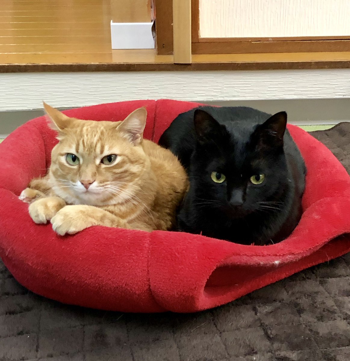 猫カフェ 美観neko على تويتر はい いつもの仲良しコンビいっちょ出来上がり 美観neko Catcafe Catlovers 猫ナビ ネコスタグラム 茶トラ 黒猫 猫カフェ行きたい 猫カフェ倉敷 美観地区カフェ 美観地区猫カフェ マンチカン スコ アメショー T