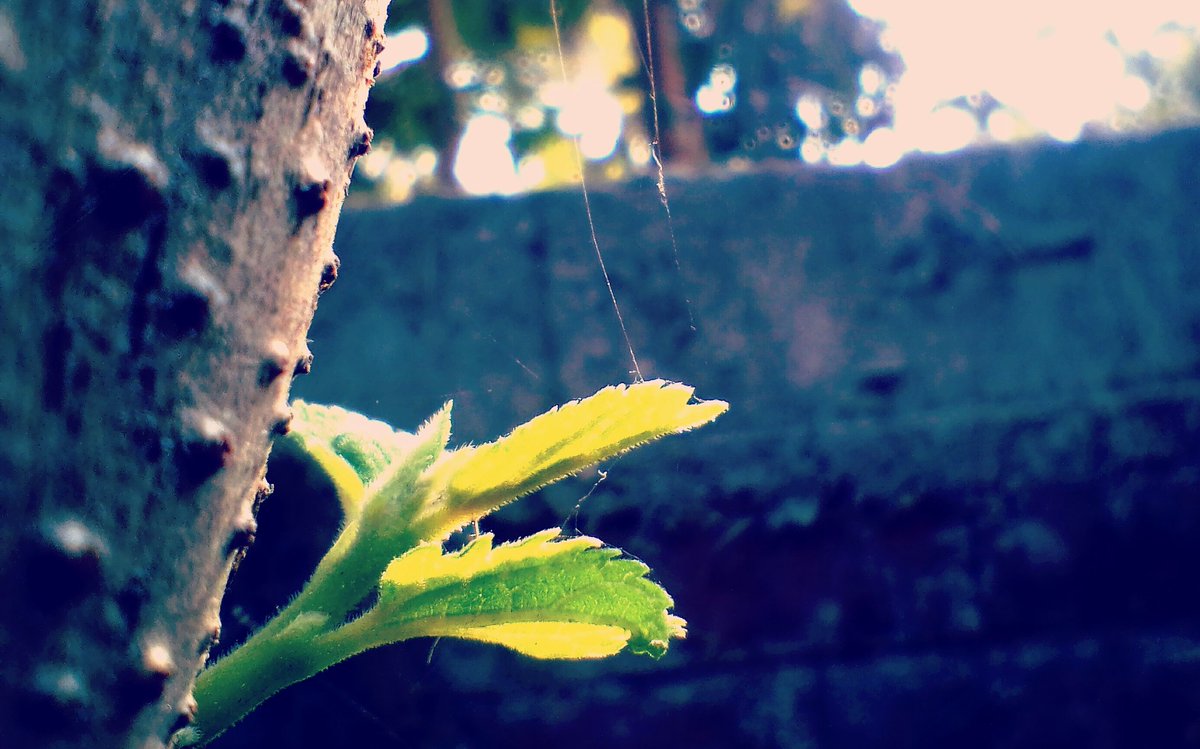 Creature__JJ's tweet photo. #naturesbeauty #natureslove #naturesphotography
#mothernature
#nature #naturebeautiful #natureshooters
#clicked #by #5 #mp #camera  #tree #green #naturelovers #naturebeauty #morninglight #joyclicks #tree #beauty #tree #mobilephotography #savetrees #natgeoyourshot #india https://t.co/Nu6LSZIs6l