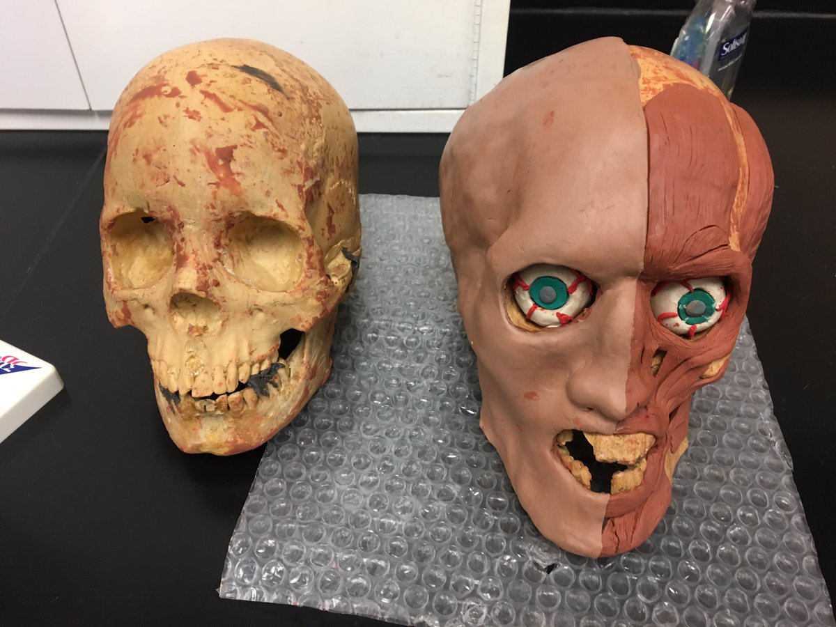SteveOttmer's tweet photo. Demonstrations of learning tonight on forensic facial reconstruction brought in big audiences. #SpartanSpotlight @CSSD11 https://t.co/o3rpZNNX07