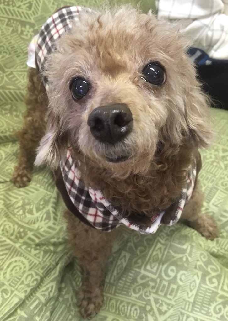 保護犬カフェ 天神橋店 Hogokencafe Ten Twitter