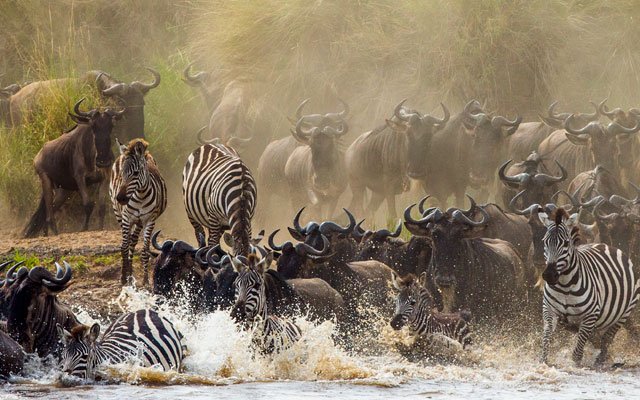 TheBigGameTours's tweet photo. Experience the #GreatestMigration on Earth and a sight to behold that just to be seen.
#crossing mighty #MaraRiver! #GreatWildebeestMigrationSafari the most unique trip you can take!
https://t.co/gmvknQo6MS https://t.co/yNYywsRWaW