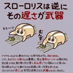 ナマケモノ？いいえ、お猿さんですがなにか？