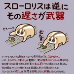 ナマケモノ？いいえ、お猿さんですがなにか？