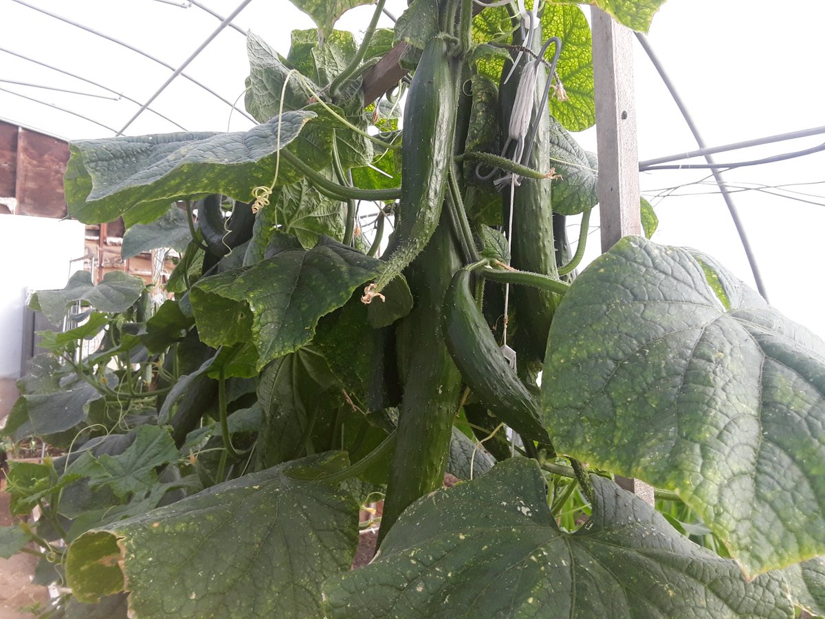 GreatBasinNativ's tweet photo. It is time to participate in our CSA.  A box of produce every week through the growing season.  Cucumbers in most boxes every week. https://t.co/P0ipUqP2L0