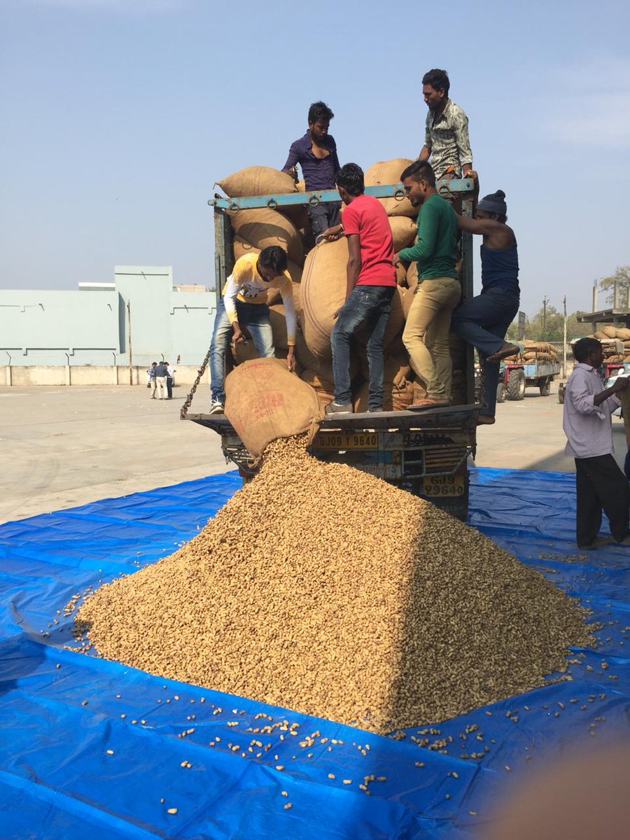 dso_gnr's tweet photo. Procurement started at Mansa APMC. 
Happy moments with farmers of Mansa https://t.co/CsVKUS6vbT