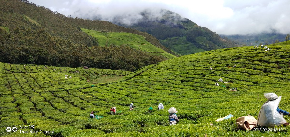 IAmAjithnjames1's tweet photo. Munnar is beautiful than ever.....

#Munnar #ThuvanamWaterfalls 
 #Keralatourism #visitkerala #visitmunnar #hillstation #munnarresorts #honeymoonhideout #instagood #neelakurinji #beautifulmunnar #Keralatourism #honeymoon  #munnarresorts  #exploremunnar #mdm #comeoutandplay https://t.co/c3oO1ecGs4