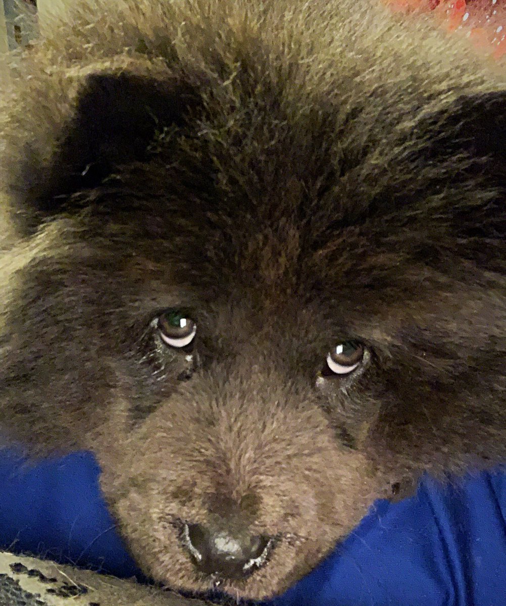 shittybreeders's tweet image. I promise we are not mean 😉 #ChowChow #chowchowinstagram @Kardashian411 @kourtneykardash