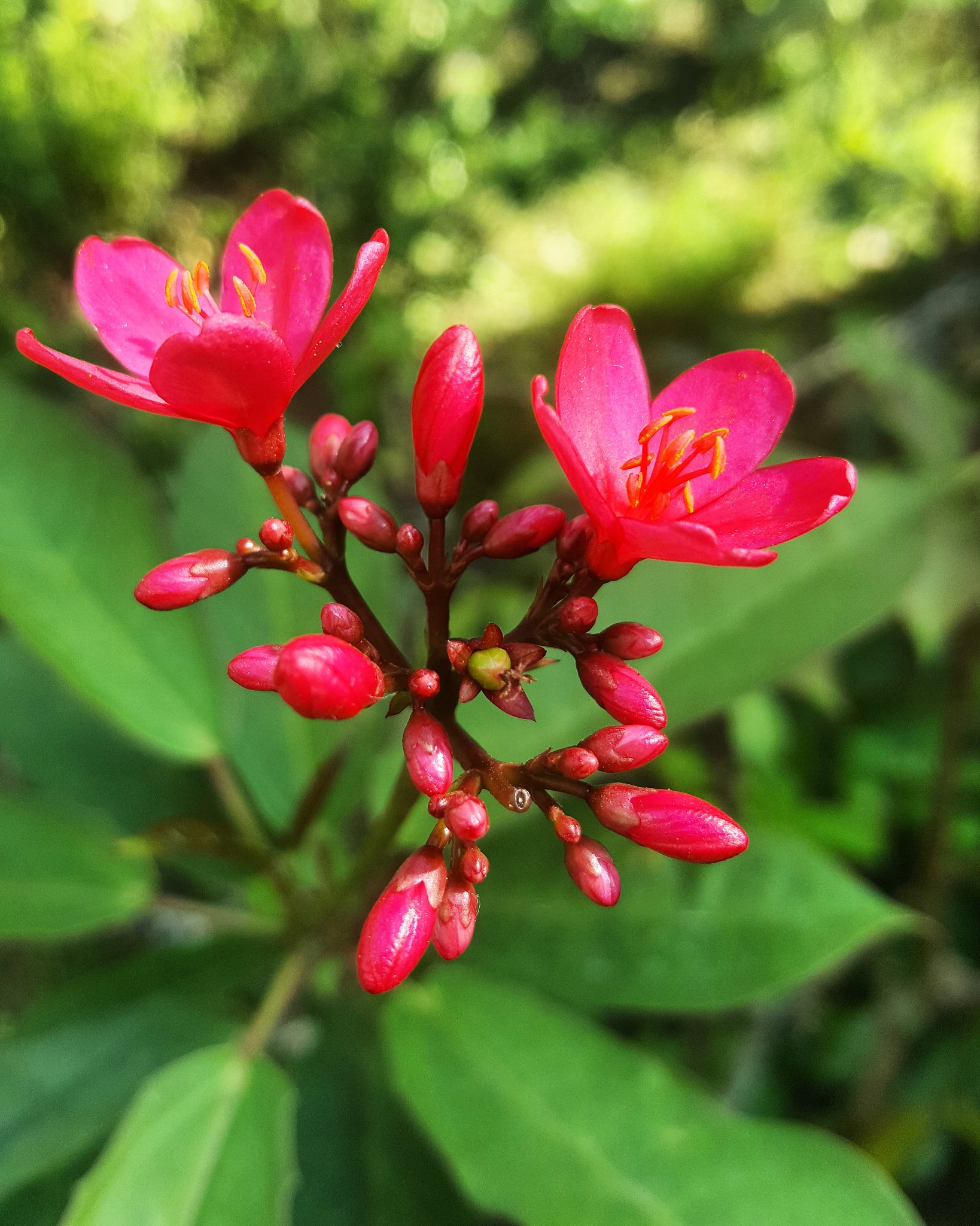 Kwanmeiyi62 06 12 18 週四 午安 Goodafternoon 琴葉珊瑚 琴葉櫻 日日櫻 花朶 Flowers 花 綺麗 꽃 Fluers Photo Instagramphoto Nature Natural Instagram Instapic Flowerslover 隨手拍
