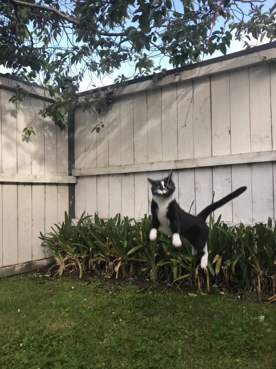 PussAndTheGang's tweet photo. More #acrobert but in the front yard this time. https://t.co/DvuKrjTEVE