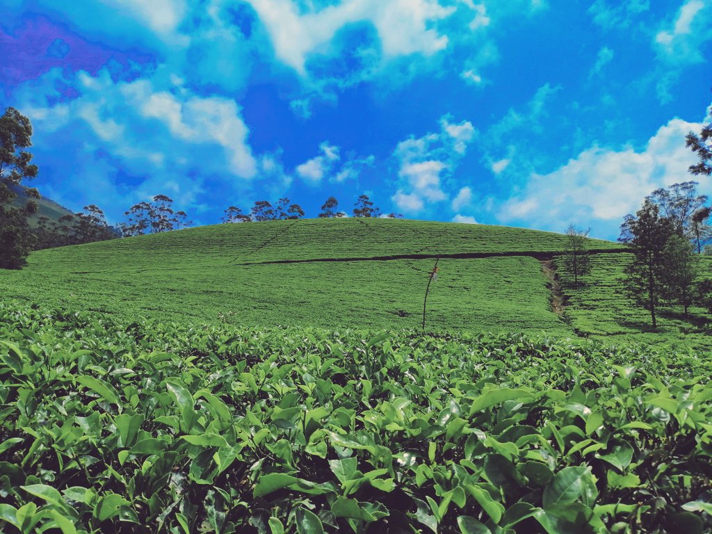 AMathew79's tweet photo. #mdmmunnar
 #Keralatourism #visitmunnar #hillstation #munnarresorts  #instagood  #beautifulmunnar #Keralatourism #honeymoon  #munnarresorts  #exploremunnar #mdm #comeoutandplay  #wildlife #trukking #sightseeing #godsowncountry #teaplantation https://t.co/z4LlGNPzJ4