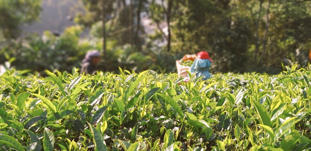 winsprabin's tweet photo. #munnar_visitmunnar_visitkerala_keralatourism_beautifullmunnar https://t.co/7m8io9hUy0