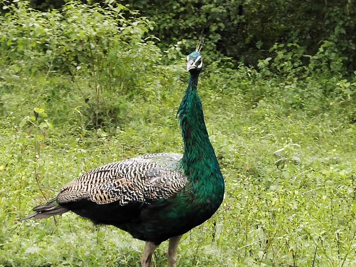 mdmmunnar's tweet photo. Wild life experience in Thoovanam.... 
#Munnar #ThuvanamWaterfalls 
 #Keralatourism #visitkerala #visitmunnar #hillstation #munnarresorts #honeymoonhideout #instagood #neelakurinji #beautifulmunnar #Keralatourism #honeymoon  #munnarresorts  #exploremunnar #mdm #comeoutandplay https://t.co/zOkdm8sqpQ