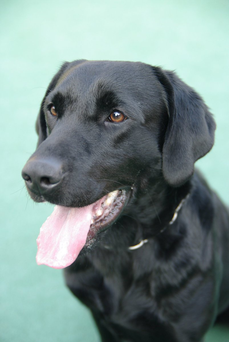 警視庁広報課 警視庁警察犬 クラウン号 オス 6歳 ジャーマンシェパード 埼玉県ふじみ野市生まれの負けず嫌いな性格で ビーフ缶が大好き 同じ訓練所の先輩 イルミナ号と仲良しなんです 足跡の臭いを追いかけることが得意 じっとしていることが苦手 警視庁広報課 警視庁警察犬 クラウン号 オス 6歳 ジャーマンシェパード 埼玉県ふじみ野市生まれの負けず嫌いな性格で ビーフ缶が大好き 同じ訓練所の先輩 イルミナ号と仲良しなんです 足跡の臭いを追いかけることが得意 じっとしていることが苦手