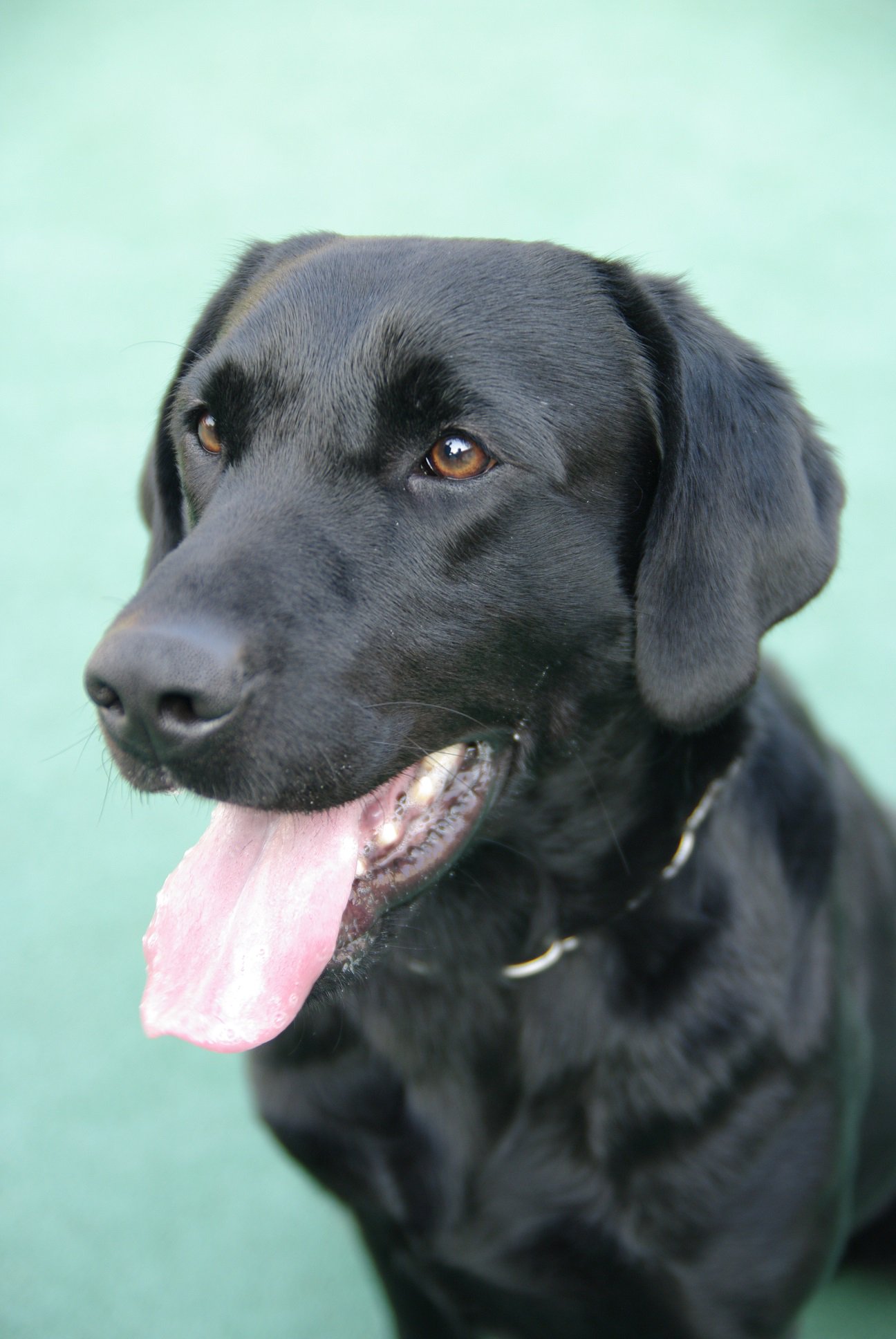 警視庁広報課 Twitterren 警視庁警察犬 ボギー号 オス 6歳 ラブラドール レトリバー 群馬県伊勢崎市生まれのわんぱくで元気いっぱい 好きな食べ物はビーフ缶 傘など尖ったものはちょっと苦手でも 覚せい剤や拳銃を発見するのが得意なんです 今日も薬物や銃器 警視庁広報課 Twitterren 警視庁警察犬 ボギー号 オス 6歳 ラブラドール レトリバー 群馬県伊勢崎市生まれのわんぱくで元気いっぱい 好きな食べ物はビーフ缶 傘など尖ったものはちょっと苦手でも 覚せい剤や拳銃を発見するのが得意なんです 今日も薬物や銃器