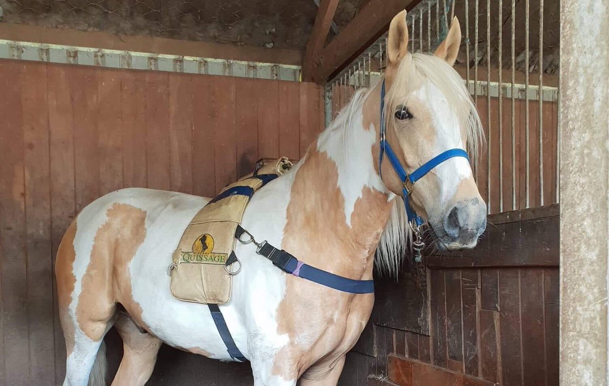 Here at Vance Racing all our horses get the very best of everything, we don't hold much hope for this one though...