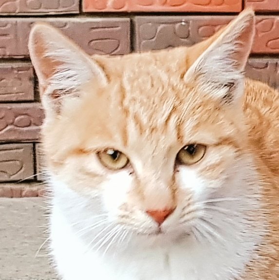 bau_cats's tweet photo. .      ..저녁을... 먹엇다고해서
     꼭.. 내일 아침까지
         기다릴 필요가
             ...잇슬가?
                                          •••과연? https://t.co/7Pu0bosR89