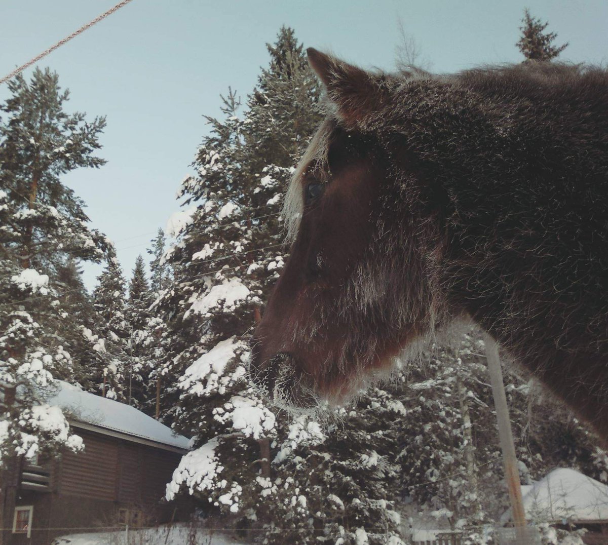 "Kotimaani ompi Suomi,
Suomi, armas synnyinmaa.
Siellä valkolatva tuomi
ahon laitaa reunustaa,
siellä valkolatva tuomi
ahon laitaa reunustaa"

Rauhallista itsenäisyyspäivää Suomi!