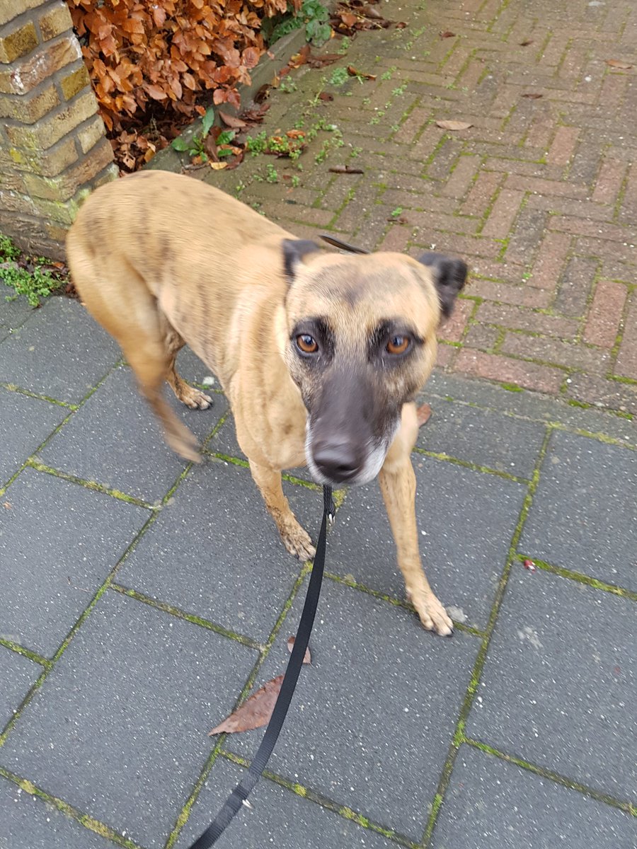 GekOpCockers's tweet photo. @stadshagennws Hond gevonden aan de Sterrenkroos. Wie herkent of mist hem? https://t.co/PBxbpF8he1