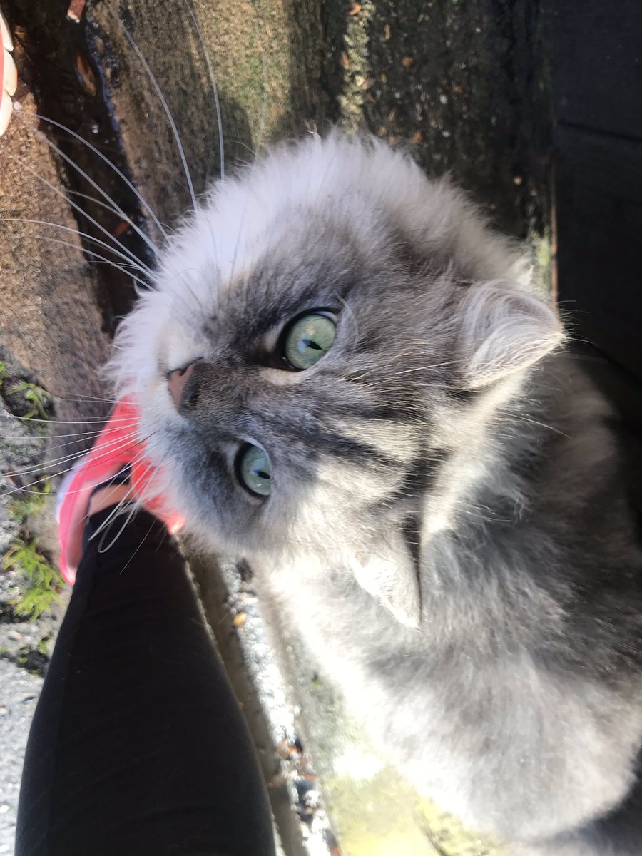 Cattery121's tweet photo. Green eyes 🥰 https://t.co/5Oh8Rytj1V