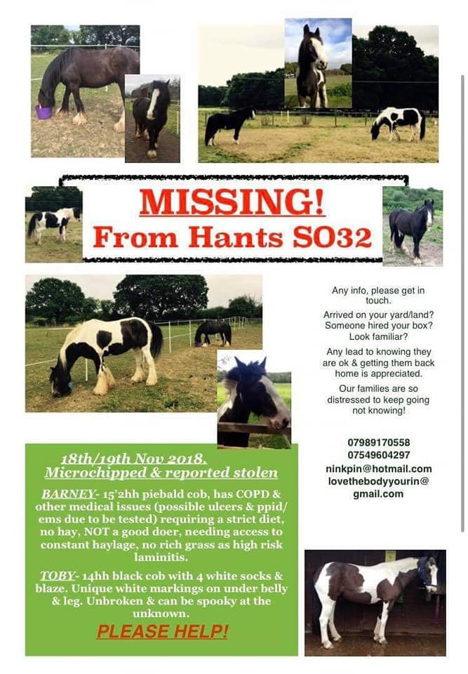 Frugaldom's tweet photo. MISSING, REPORTED STOLEN - PLEASE RT throughout UK in the hope of helping locate these 2 horses. #ponyhour #Horses #horsehour #ponies #missinganimals #theft #Swanmore #Hampshire See https://t.co/bA8wnCPsRd for full details https://t.co/HQsRwGyJ0B