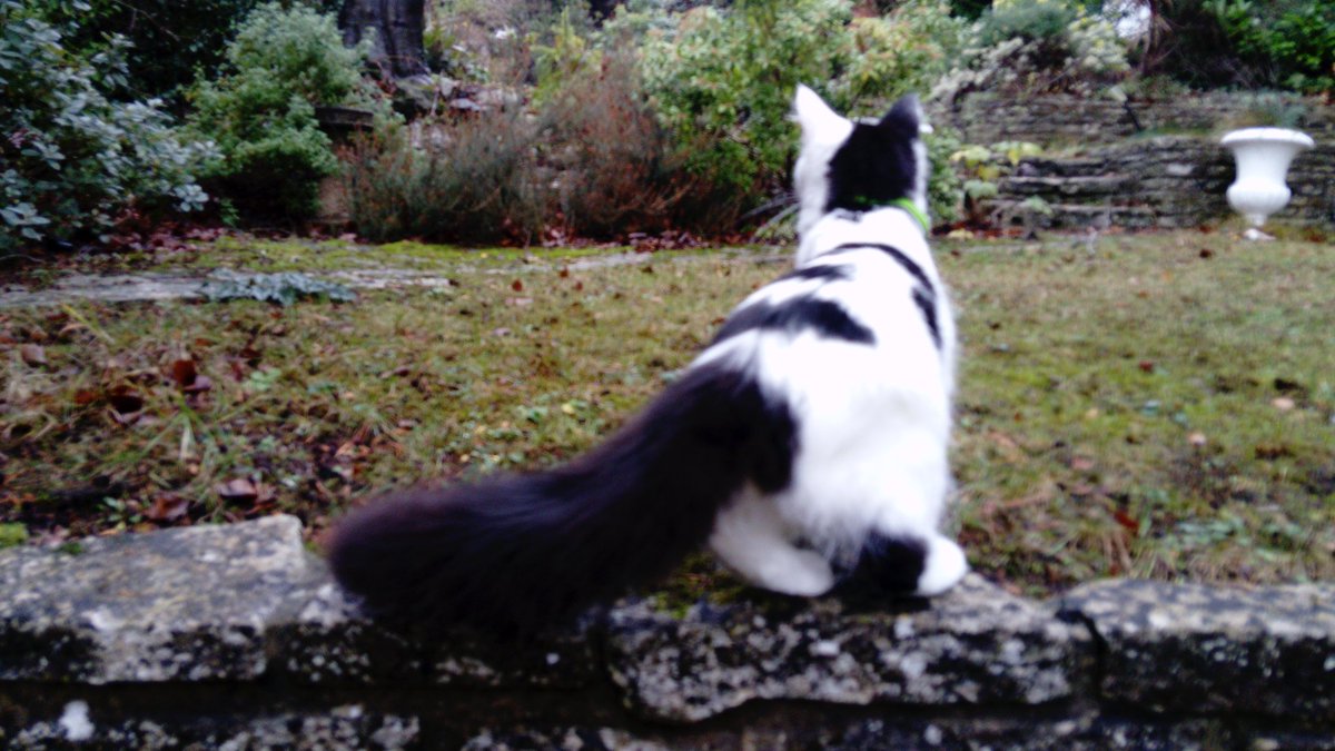 jaqtkd's tweet photo. Robbie has an adventure or... Jaq freaks out! 🙄 😹 #robbierascal #dailyrobbie #kittensoftwitter #CatsOfTwitter #kitten #cats #dattailtho https://t.co/VlsO3WO99f