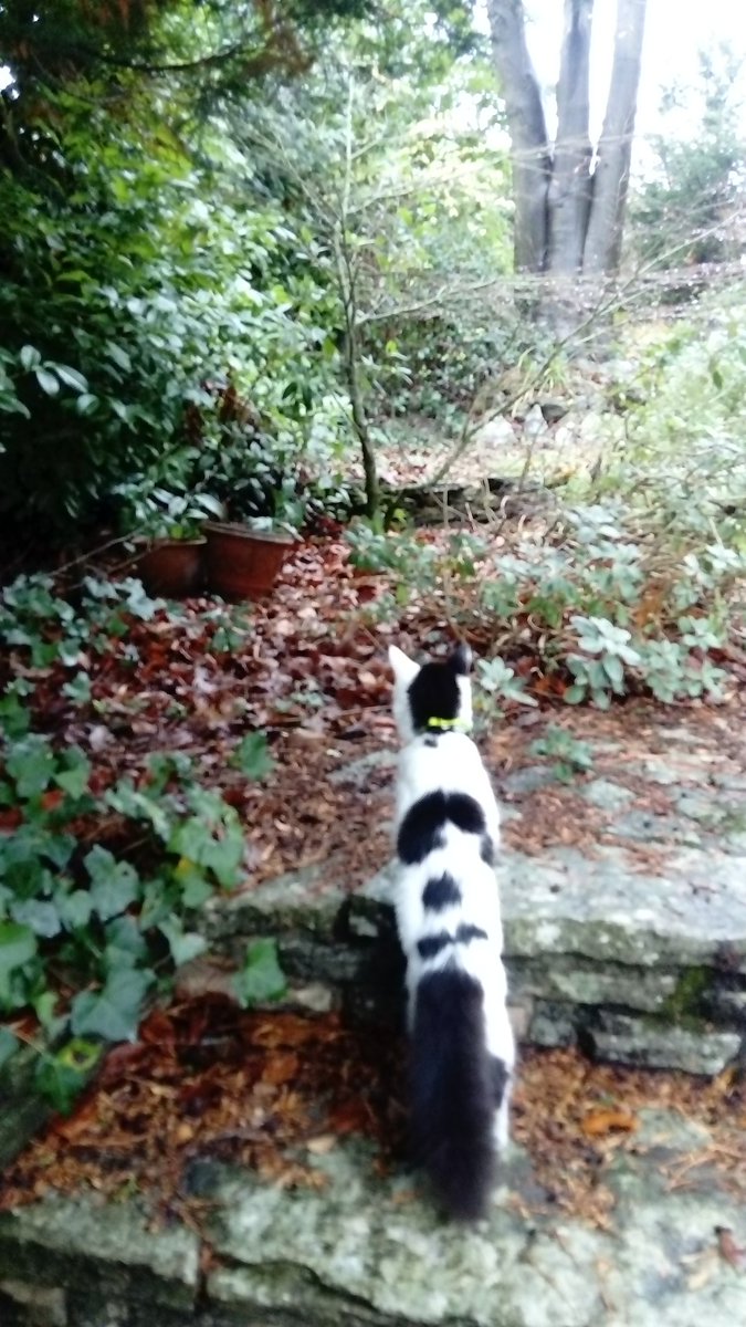 jaqtkd's tweet photo. Robbie has an adventure or... Jaq freaks out! 🙄 😹 #robbierascal #dailyrobbie #kittensoftwitter #CatsOfTwitter #kitten #cats #dattailtho https://t.co/VlsO3WO99f