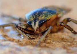 resaplanet's tweet photo. L’été est la saison des insectes à l’Ile Maurice ! Pas de panique ! Resaplanet vient à votre secours. 😉😀
https://t.co/cfN1tIpoNc
.
.
.
.
#Resaplanet #Resamaurice #island #île #océanindien #indianocean #vacances #holidays #vacation #wanderlust #discovery #adventure #aventure https://t.co/zI5Zv6boRp